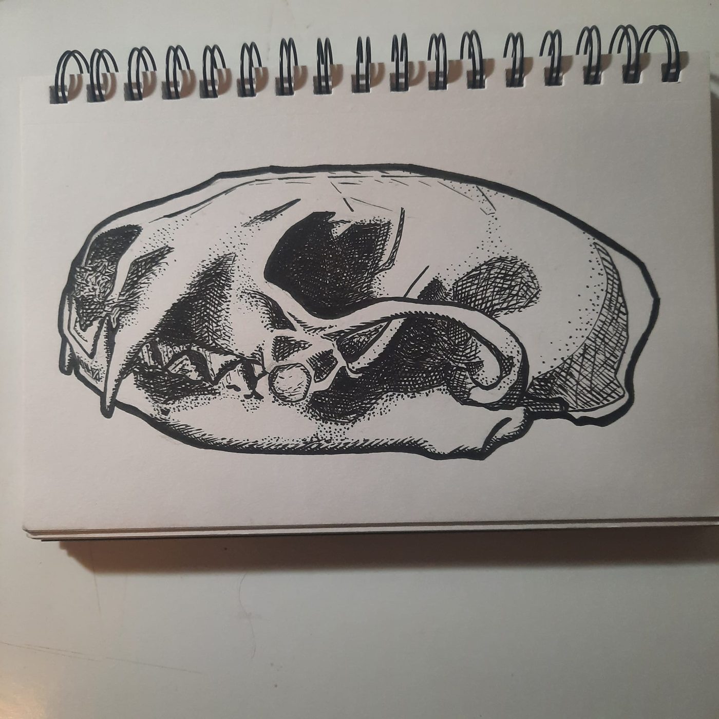 Stippled ink sketch of an animal skull in a spiral sketchbook