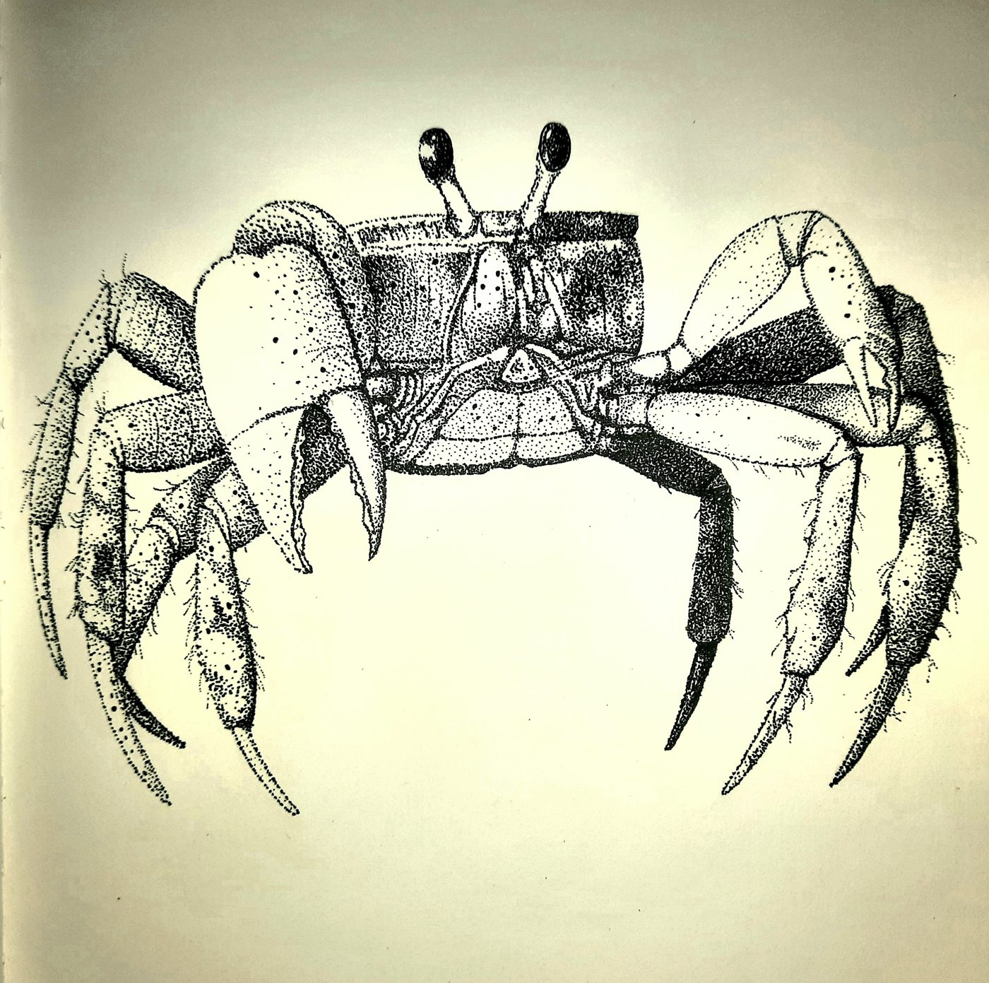 Stippled ink drawing of a crab