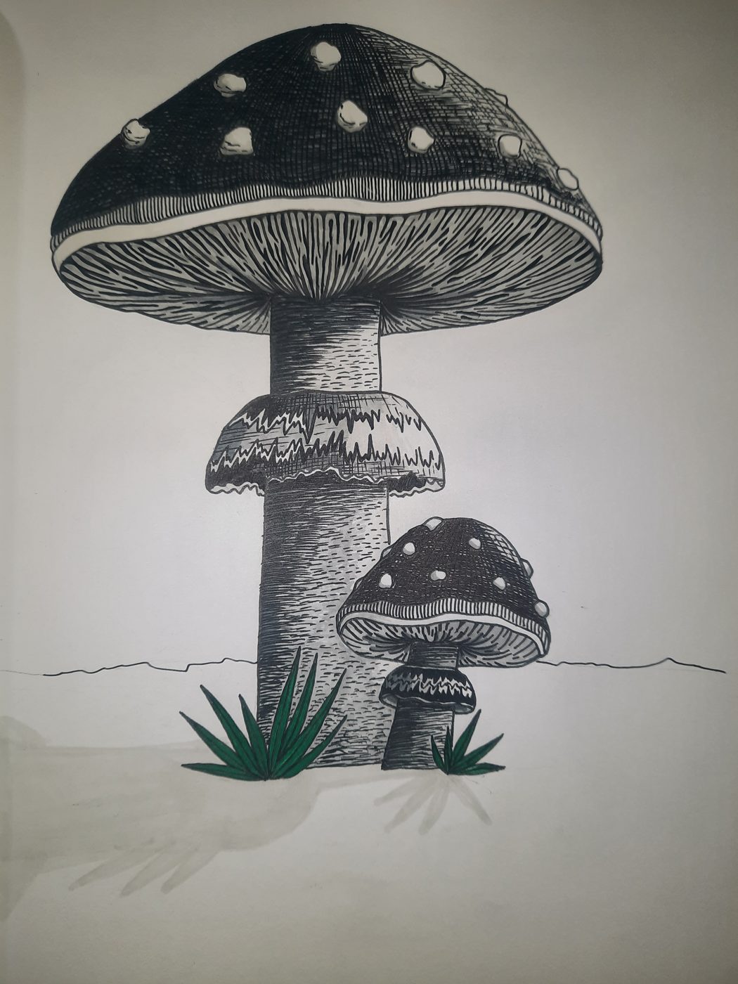 Crosshatched ink drawing of two spotted mushrooms with green grass